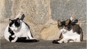 Illustration : 18 photos qui reflètent les moments marquants d'une journée-type d'un chat