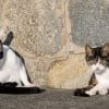 Illustration : 18 photos qui reflètent les moments marquants d'une journée-type d'un chat
