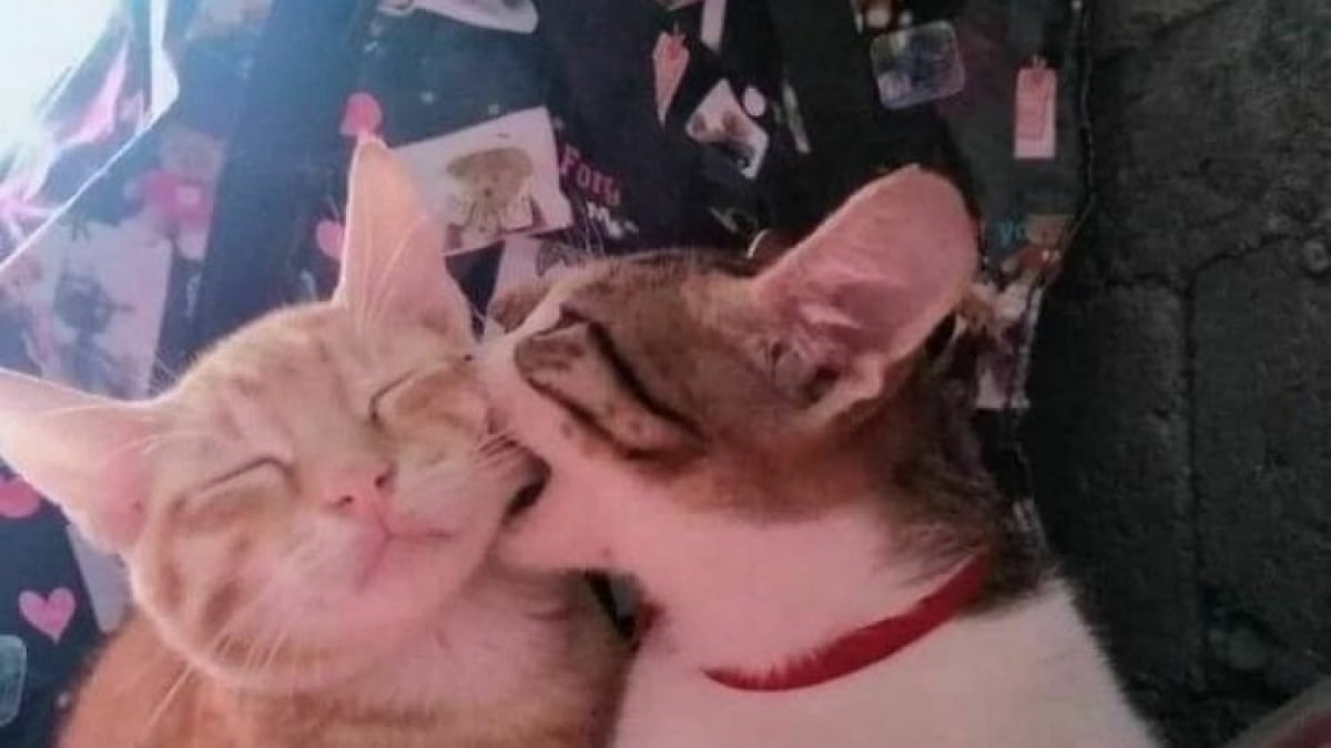 Illustration : "18 photos montrant à quel point les chats sont des créatures étranges"
