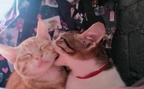 18 photos montrant à quel point les chats sont des créatures étranges
