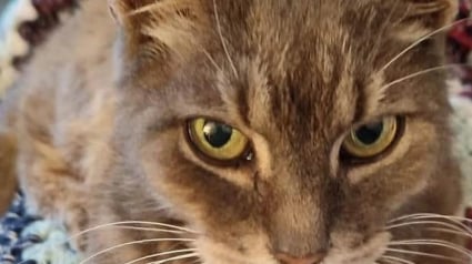 Illustration : Un maître pensait avoir perdu son chat à jamais, dix ans plus tard un vétérinaire le contacte