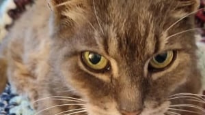 Illustration : "Un maître pensait avoir perdu son chat à jamais, dix ans plus tard un vétérinaire le contacte"