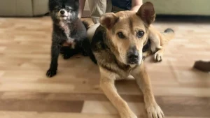 Illustration : "Placé en famille d’accueil, ce vieux chien de 14 ans finit par faire craquer sa bienfaitrice qui décide de l’adopter"