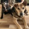 Illustration : Placé en famille d’accueil, ce vieux chien de 14 ans finit par faire craquer sa bienfaitrice qui décide de l’adopter