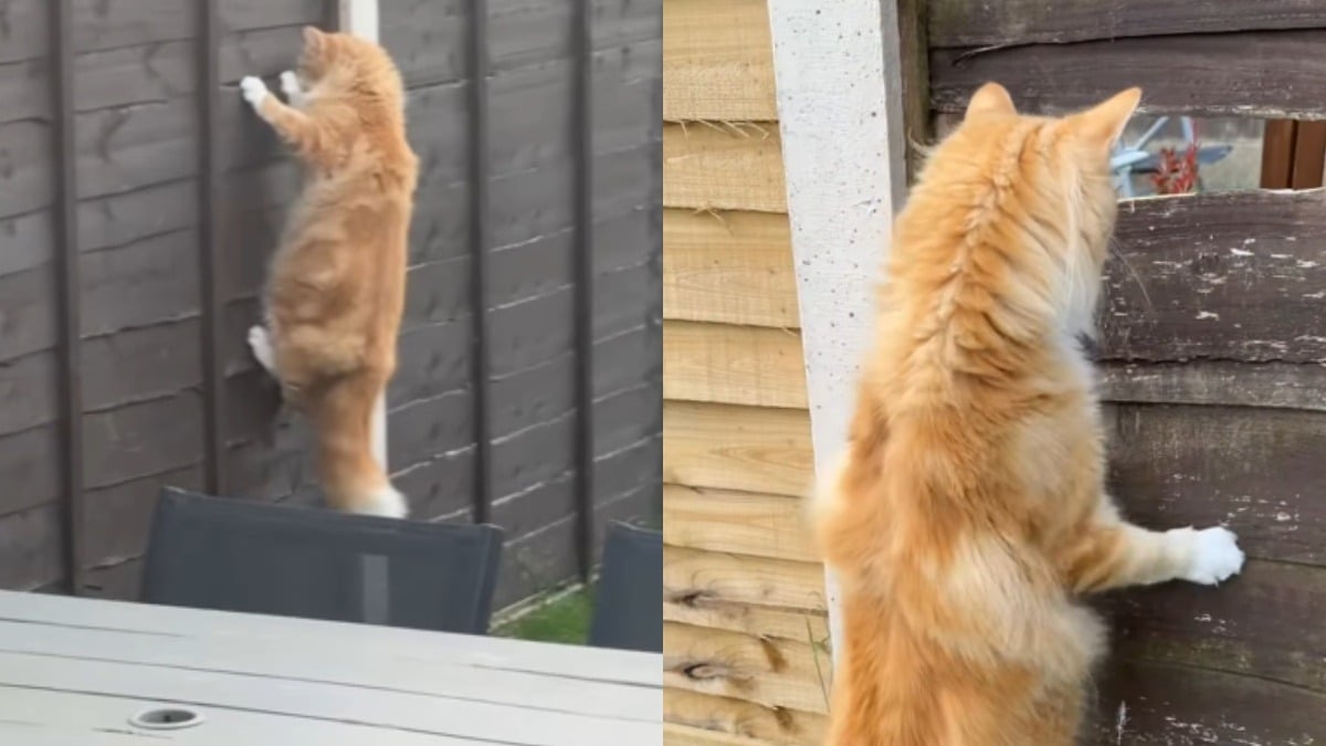 Illustration : "Chaque jour, ce chat se poste devant la clôture pour espionner ses voisins avec un sérieux déconcertant (vidéo)"