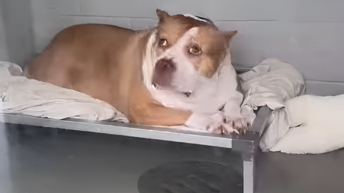 Illustration : "Une chienne n’avait plus que quelques heures à vivre dans son refuge, jusqu’à ce qu’un homme décide de changer son destin (vidéo)"