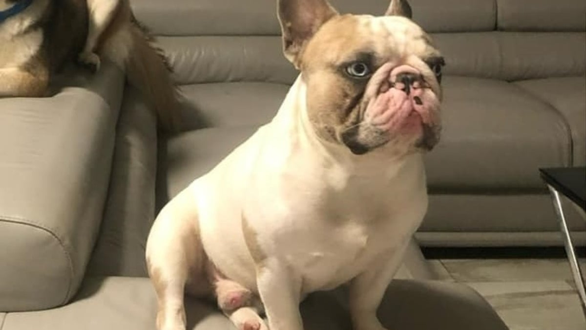 Illustration : "A la recherche de leur Bouledogue Français perdu, ils sont contactés 10 jours plus tard à son sujet par une dame habitant 1500 km plus loin"