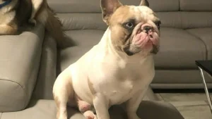 Illustration : "A la recherche de leur Bouledogue Français perdu, ils sont contactés 10 jours plus tard à son sujet par une dame habitant 1500 km plus loin"