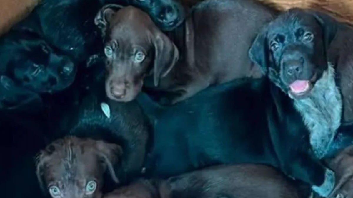 Illustration : "Déshydratés et infestés de puces après leur abandon au milieu des ordures, 8 chiots ont été sauvés in extremis et connaissent enfin l’amour"