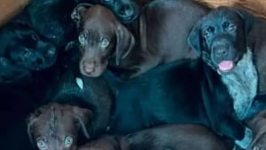 Illustration : "Déshydratés et infestés de puces après leur abandon au milieu des ordures, 8 chiots ont été sauvés in extremis et connaissent enfin l’amour"