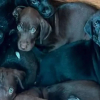 Illustration : Déshydratés et infestés de puces après leur abandon au milieu des ordures, 8 chiots ont été sauvés in extremis et connaissent enfin l’amour