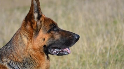 Illustration : Une chienne sauvée de l'euthanasie sauve une vie à son tour, celle d'un enfant de 12 ans victime d'une chute
