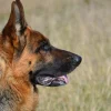 Illustration : Une chienne sauvée de l'euthanasie sauve une vie à son tour, celle d'un enfant de 12 ans victime d'une chute