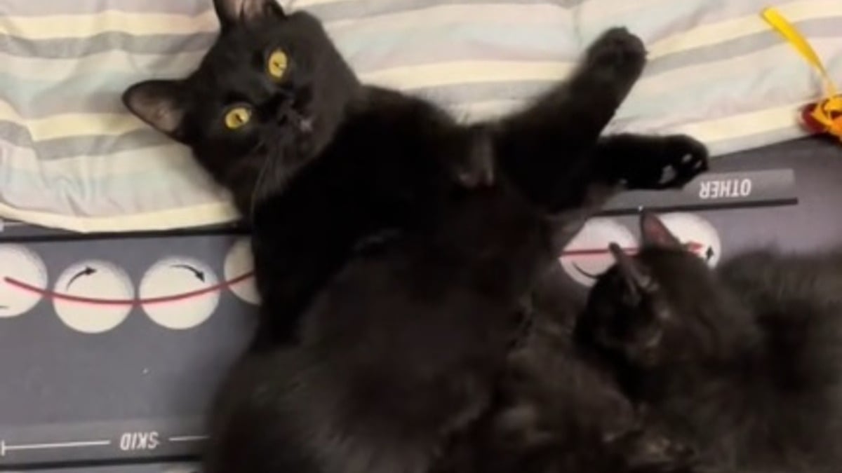 Illustration : "Une chatte devenue maman reçoit le plus beau des cadeaux de la part de sa propriétaire qui ne voulait pas la priver de ses chatons (vidéo)"