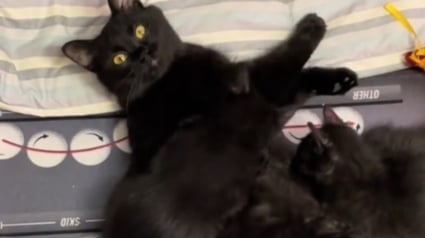 Illustration : Une chatte devenue maman reçoit le plus beau des cadeaux de la part de sa propriétaire qui ne voulait pas la priver de ses chatons (vidéo)