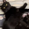 Illustration : Une chatte devenue maman reçoit le plus beau des cadeaux de la part de sa propriétaire qui ne voulait pas la priver de ses chatons (vidéo)