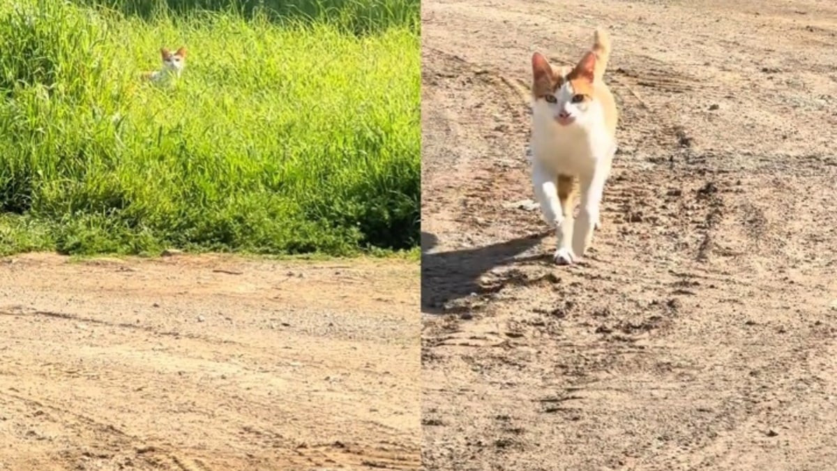 Illustration : "La réaction émouvante d'un chat errant reconnaissant la personne qui le nourrit et qui revient le voir après une longue absence (vidéo)"