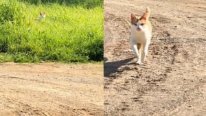 Illustration : "La réaction émouvante d'un chat errant reconnaissant la personne qui le nourrit et qui revient le voir après une longue absence (vidéo)"