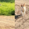 Illustration : La réaction émouvante d'un chat errant reconnaissant la personne qui le nourrit et qui revient le voir après une longue absence (vidéo)