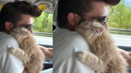 Illustration : Après avoir surmonté le deuil de son précédent chat, il retrouve l’amitié auprès d’un autre petit félin (vidéo)