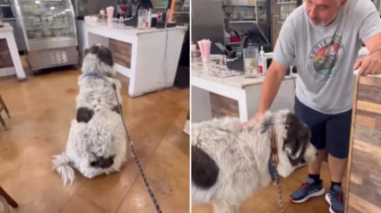 Illustration : Après avoir offert une friandise à ce Patou il y a 5 ans, le restaurateur et le toutou ont noué une profonde amitié (vidéo)