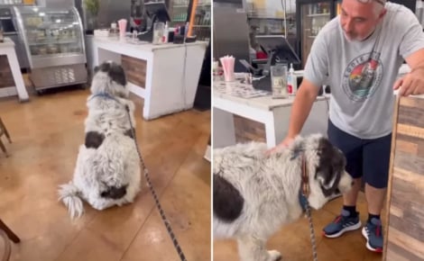 Après avoir offert une friandise à ce Patou il y a 5 ans, le restaurateur et le toutou ont noué une profonde amitié (vidéo)