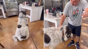 Illustration : "Après avoir offert une friandise à ce Patou il y a 5 ans, le restaurateur et le toutou ont noué une profonde amitié (vidéo)"