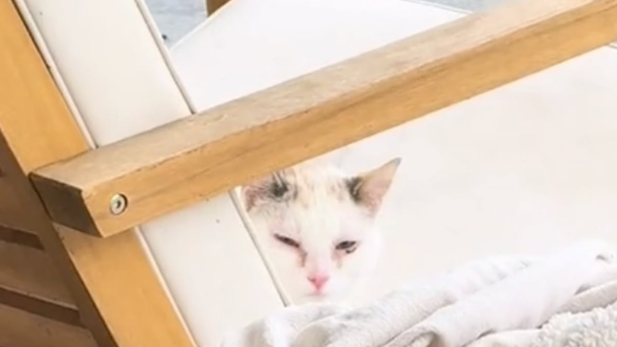 Illustration : "Une femme revient sur les 10 premiers jours chaotiques de l’adoption d’un chat sauvage devenu félin d’intérieur (vidéo)"
