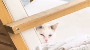 Illustration : "Une femme revient sur les 10 premiers jours chaotiques de l’adoption d’un chat sauvage devenu félin d’intérieur (vidéo)"