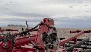 Illustration : "Elle pèse à peine 2 kilos, mais cette Chihuahua fait régner l’ordre sur la ferme comme un vrai chien de troupeau (vidéo)"