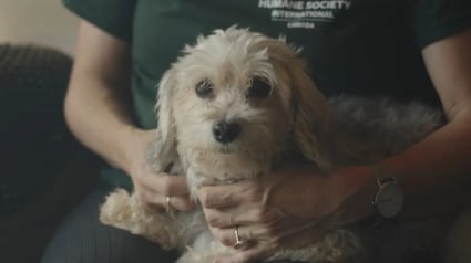 Illustration : Forcée de se reproduire et enfermée dans une cage durant plusieurs années, cette chienne découvre enfin ce qu’est la vraie vie et l’amour