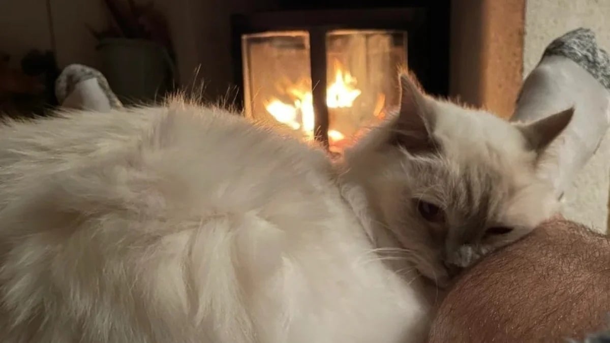 Illustration : "12 chats qui sont devenus experts dans l’art de se mettre à l’aise en hiver"