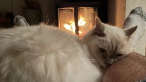 Illustration : 12 chats qui sont devenus experts dans l&rsquo;art de se mettre &agrave; l&rsquo;aise en hiver