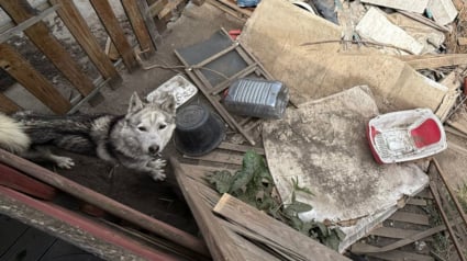 Illustration : Affamé et abandonné dans une décharge, ce Husky de 5 ans a été sauvé grâce à un témoin qui a changé son destin
