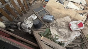 Illustration : "Affamé et abandonné dans une décharge, ce Husky de 5 ans a été sauvé grâce à un témoin qui a changé son destin"