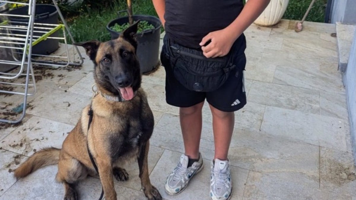 Illustration : "Un chien gendarme entame sa prometteuse carrière par le sauvetage d'un garçon de 11 ans disparu"