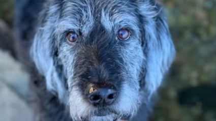 Illustration : Une chienne est sauvée de justesse par les vétérinaires après avoir été intoxiquée par des restes de poisson trouvés au bord d'une rivière