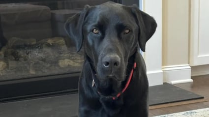 Illustration : Intriguée par le comportement inhabituel de son chien, elle finit par se rendre compte de l'erreur commise à la pension canine