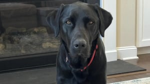 Illustration : "Intriguée par le comportement inhabituel de son chien, elle finit par se rendre compte de l'erreur commise à la pension canine"