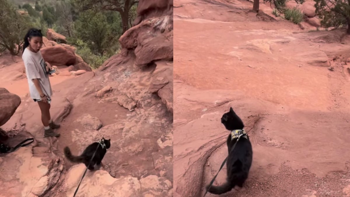 Illustration : "Ce chat sauvé de l'errance par un camping-cariste fait désormais étalage de ses talents de randonneur devant les touristes qu'il croise (vidéo) "