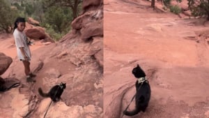 Illustration : "Ce chat sauvé de l'errance par un camping-cariste fait désormais étalage de ses talents de randonneur devant les touristes qu'il croise (vidéo) "