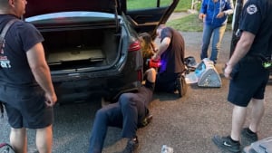 Illustration : Un chaton fait 400 km caché dans la carrosserie d'une voiture électrique, les secours luttent des heures pour le déloger