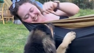 Illustration : "Un chien jette son dévolu sur une voyageuse anglaise venue au Pérou et lui fait comprendre qu’elle ne pourra pas repartir sans lui"