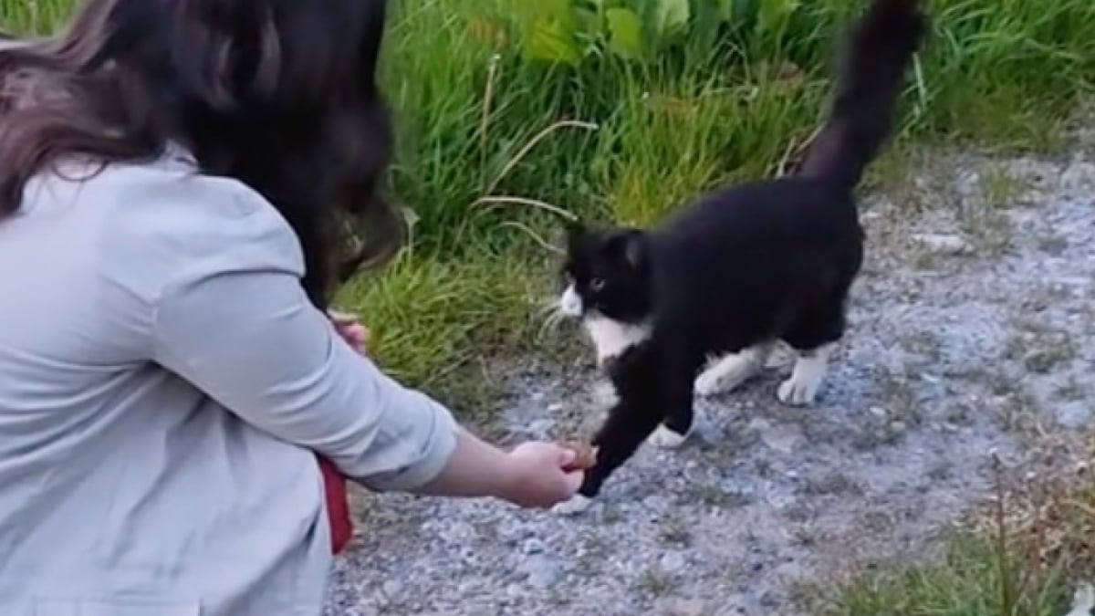 Illustration : "Une femme cherche son chat disparu pendant un an, le retrouve par hasard dans la rue et filme leurs retrouvailles déchirantes (vidéo)"