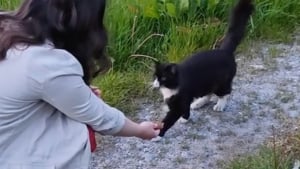 Illustration : "Une femme cherche son chat disparu pendant un an, le retrouve par hasard dans la rue et filme leurs retrouvailles déchirantes (vidéo)"