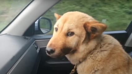 Illustration : Il pensait ne jamais le revoir, puis son chien disparu réapparaît seul après 41 jours d’errance