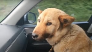 Illustration : "Il pensait ne jamais le revoir, puis son chien disparu réapparaît seul après 41 jours d’errance"