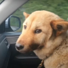 Illustration : Il pensait ne jamais le revoir, puis son chien disparu réapparaît seul après 41 jours d’errance