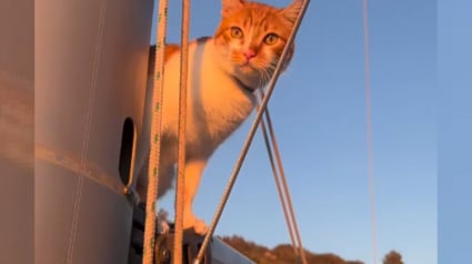 Illustration : Plus d'un an après son adoption sur les côtes grecques, cette chatte continue de vivre sa vie d’aventure sur un voilier (vidéo)