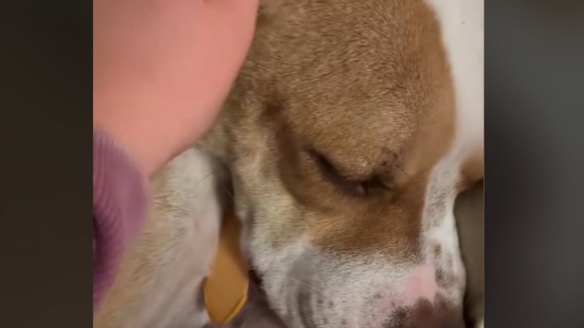 Illustration : "Cette chienne semblait simplement craintive, jusqu’au jour où sa nouvelle maîtresse découvre d'étranges bosses sous la peau qui témoignent de son passé (vidéo)"